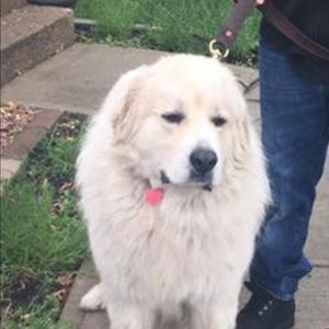 Meet your Posher, Monica